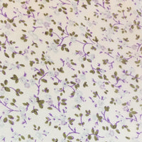 Frontier Calico Silk Wildrags
