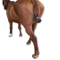 Tail Cinch
