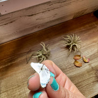 Half Cluster Earrings – Pink Dahlia & Sterling Silver