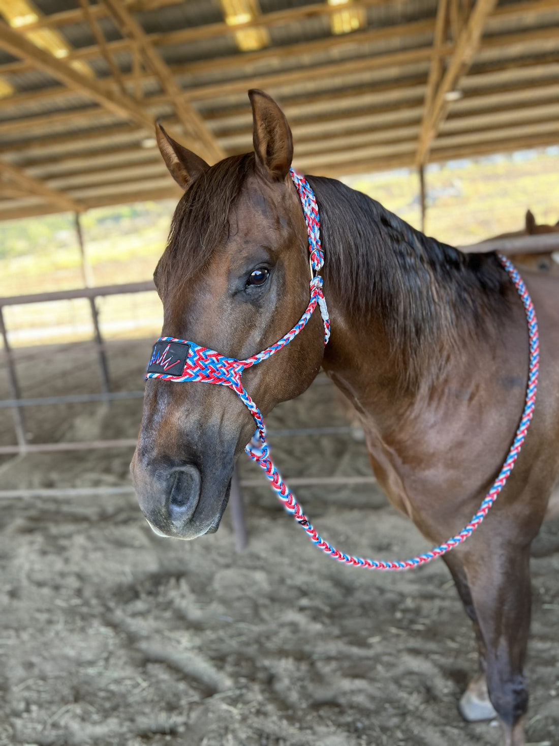 Best Ever Mule Tape Halter w/ 8.5′ Lead