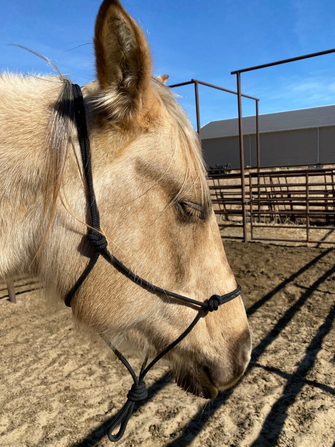 Rope Halter